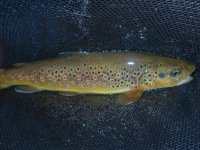 A03Brown1aSun7060078.jpg