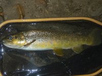 B09Brown1bTues7080252.jpg
