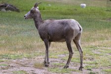 C10BighornSheep2159.jpg