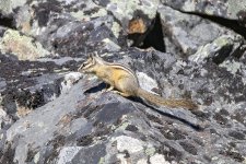 C12YellowPineChipmunk2185.jpg