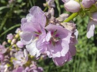 C16StreamsideGlobemallow7070115.jpg