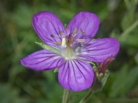 StickyPurpleGeranium7070167.jpg