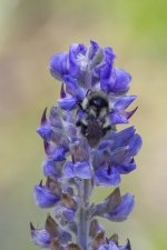 C18WesternBumblebeeOnLupine2144.jpg