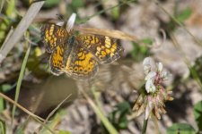 C19FritillaryOnLongstemmedClover2155.jpg
