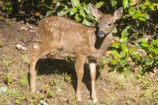 A01SpottedFawn2103.jpg