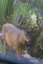 A02Number1Buck2169.jpg