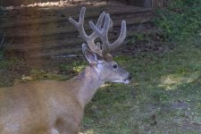 A03Number1Buck2176.jpg