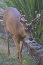 A04Number2Buck2173.jpg