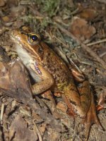 RedLeggedFrog7140044.jpg RedLeggedFrog7140044.jpg
