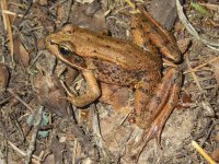 RedLeggedFrog7140046.jpg RedLeggedFrog7140046.jpg