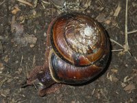 A12PugetOregonianSnail6280001.jpg A12PugetOregonianSnail6280001.jpg