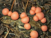 A09WolfsMilkSlimeMold6240008.jpg A09WolfsMilkSlimeMold6240008.jpg