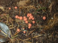A11WolfsMilkSlimeMold6240001.jpg A11WolfsMilkSlimeMold6240001.jpg