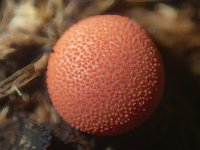 A10WolfsMilkSlimeMold6240005.jpg A10WolfsMilkSlimeMold6240005.jpg
