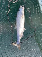 IMG_3805.jpeg