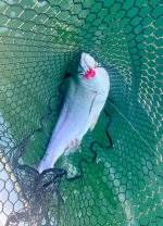 IMG_1389.jpeg