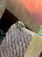 IMG_5426.jpeg