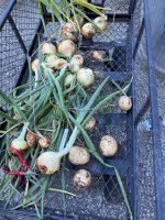 IMG_0158.jpeg