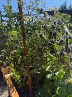 IMG_0159.jpeg