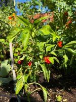 IMG_0161.jpeg