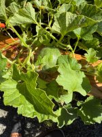 IMG_0165.jpeg