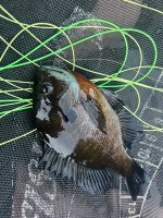 IMG_6032.jpeg
