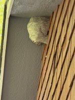 wasps.jpg