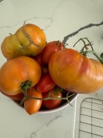 IMG_6233.jpeg