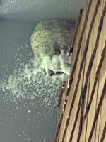 IMG_6242.jpeg