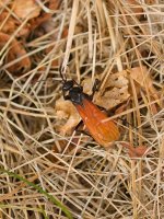 013-Wasp-081525v.jpg