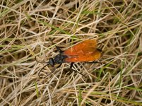 043-Wasp-081525v.jpg