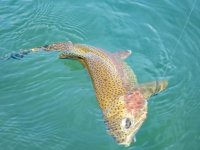 A05Rainbow4aP8110067.jpg