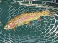 A06Rainbow4dP8110077.jpg