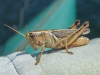 A08TanGrasshopper8110093.jpg