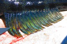 blue fin 2 %281%29.JPG blue fin 2 %281%29.JPG