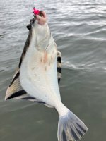 0F364666-07AC-4957-A440-41C9548D1726.jpeg