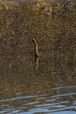 104-Snake-081825.jpg