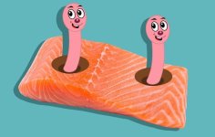 1-probably-worms-in-salmon-jpg-1488906800.jpeg
