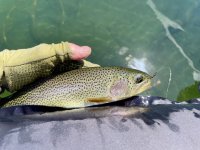 IMG_9268.jpeg