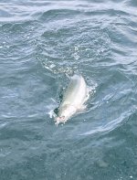 IMG_2746.jpeg
