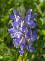 A08Lupine7300255.jpg A08Lupine7300255.jpg