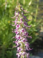 A09ElephantsHeadPedicularis7300250.jpg A09ElephantsHeadPedicularis7300250.jpg
