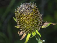 A09fCornFlower7300352.jpg A09fCornFlower7300352.jpg
