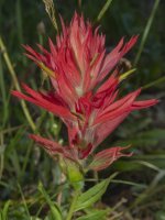 A10IndianPaintbrush7300261.jpg A10IndianPaintbrush7300261.jpg