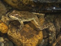 A11SpottedFrog7300393.jpg A11SpottedFrog7300393.jpg