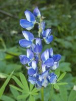 B05Lupine7280093.jpg B05Lupine7280093.jpg