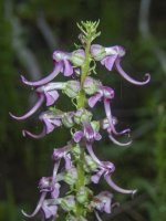 B06ElephantsHeadPedicularis7280117.jpg B06ElephantsHeadPedicularis7280117.jpg