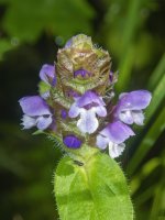 B08CommonSelfheal7280091.jpg B08CommonSelfheal7280091.jpg