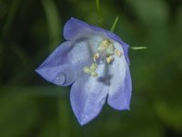 B09Harebell7280088.jpg B09Harebell7280088.jpg
