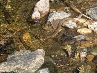 B10TerrestrialGarterSnakeP7280041.jpg B10TerrestrialGarterSnakeP7280041.jpg
